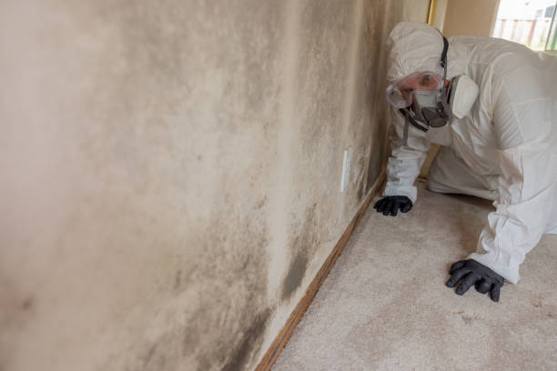 Mold Remediation for Rental Properties in Tobaccoville, NC